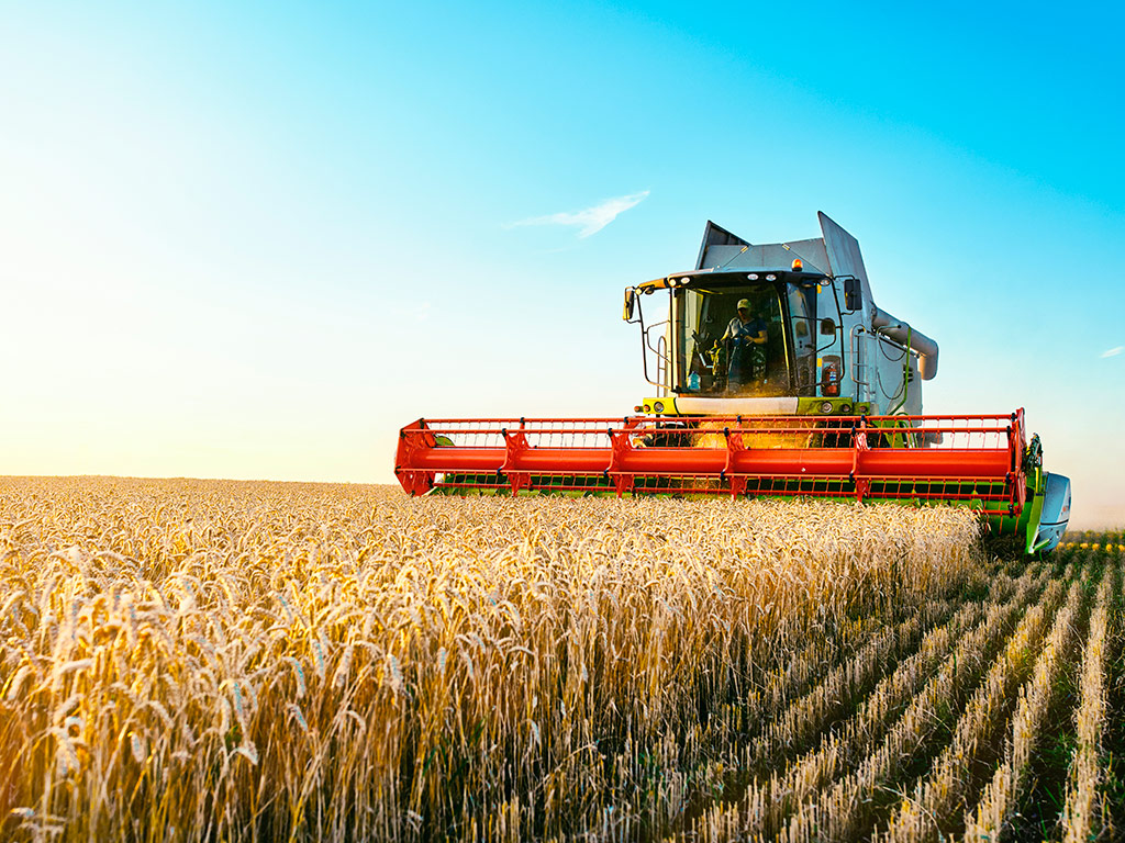 Dicas para o sucesso produtivo na colheita do trigo