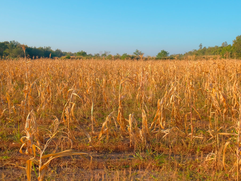 Efeito La Niña: Como pode impactar o milho no Brasil