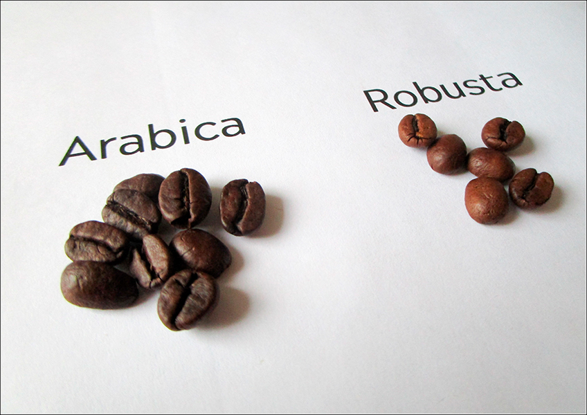 CHBAGRO - Arábica e Robusta: Tudo sobre os principais tipos de café